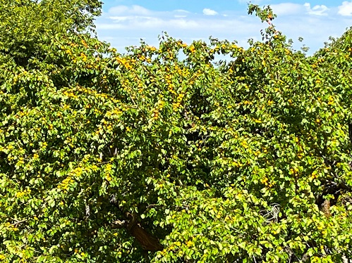 apricot 5 tree.jpg